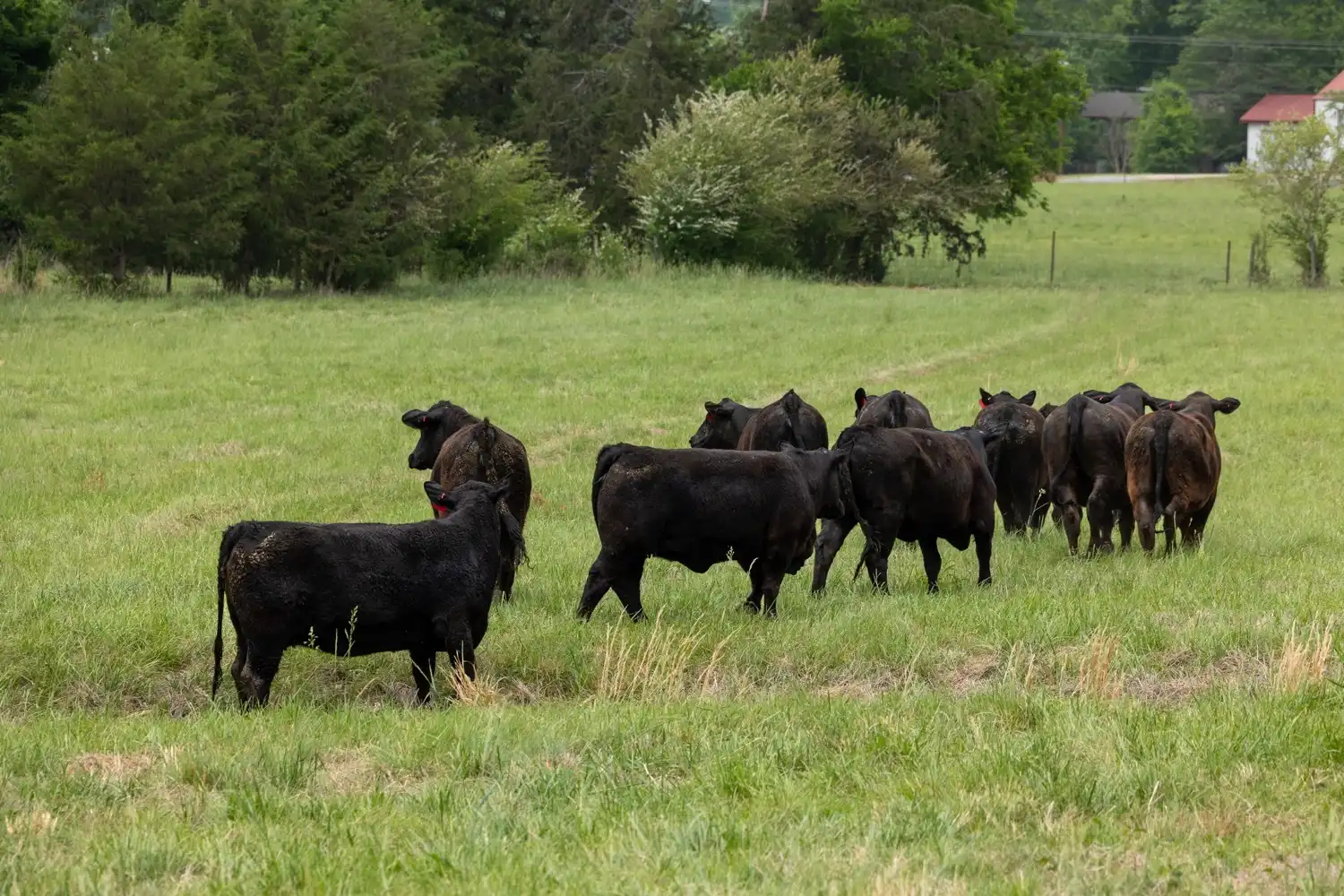New herd from Chimney Rock Cattle Co. at their new home on The Farm at UACCB.